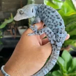 Apakah Tokek Berbahaya? Fakta Ilmiah, Mitos, dan Penjelasan Lengkap