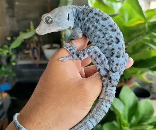 Apakah Tokek Berbahaya? Fakta Ilmiah, Mitos, dan Penjelasan Lengkap