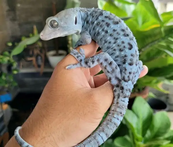 Apakah Tokek Berbahaya? Fakta Ilmiah, Mitos, dan Penjelasan Lengkap